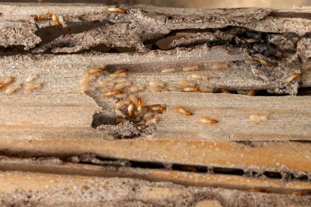 Best Cockroach Control Services  in Butte, AK