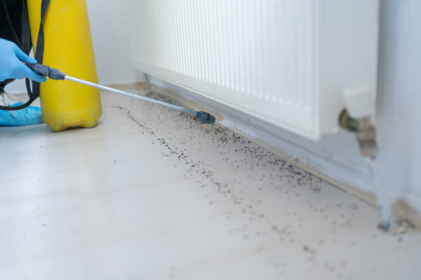 Best Termite Control Services  in Butte, AK